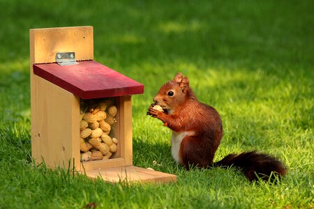 Bird meal peanuts