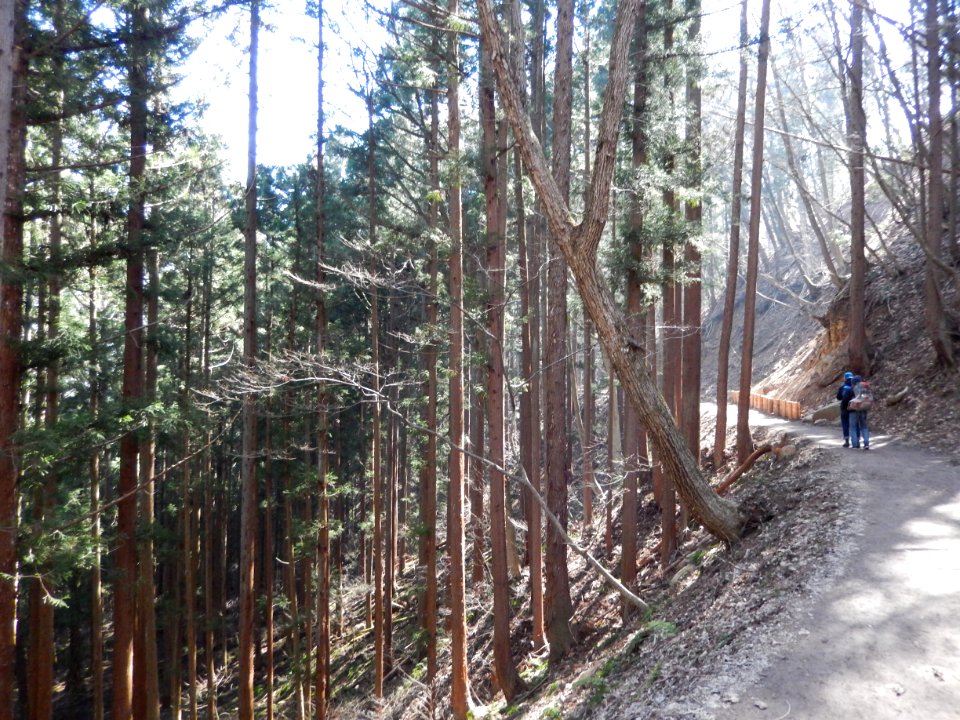 Mountain road towards to Jigokuen
