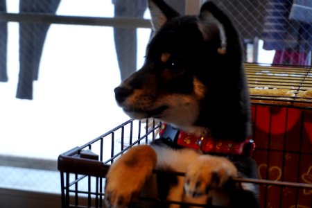 Shiba inu （柴犬）