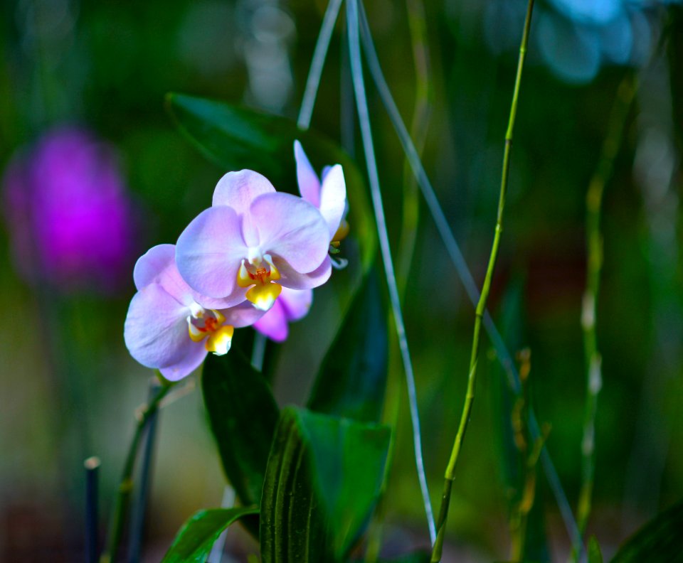 Phalaenopsis under my oak tree