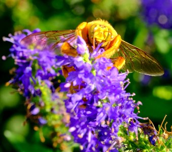 FLORIDA NATIVE BEE. photo