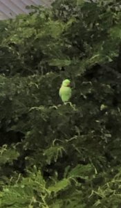 Bird from the window