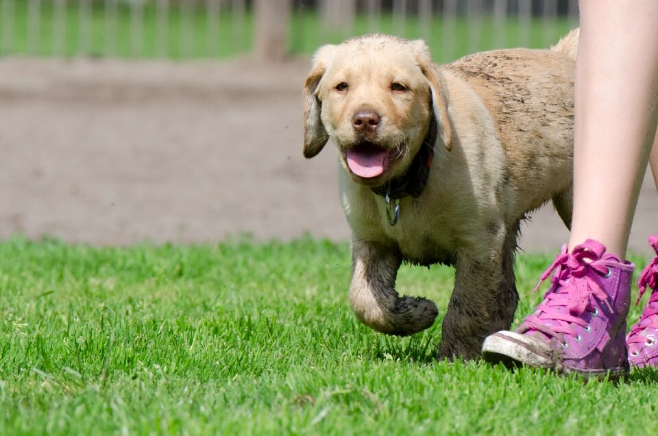 Labrador puppy puppy labrador