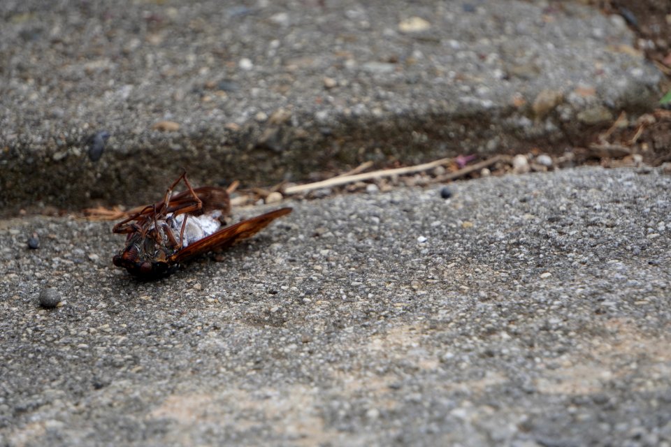 Dead aburazemi (cicada)
