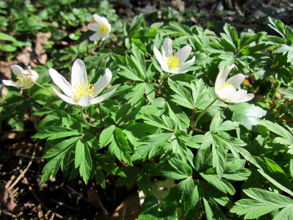 Thimbleweed smell fox flora