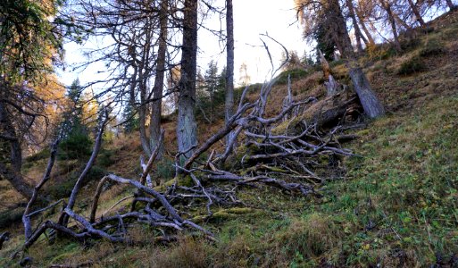 Lärchli, Luvadina (Graubünden) photo