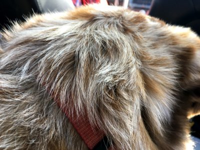 Hair Today...