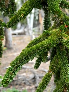 Bristlecone beauty closeup
