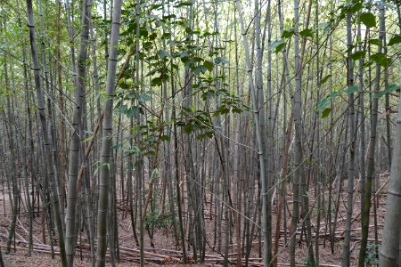 Bamboo grove
