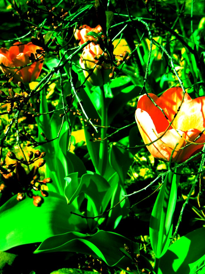 Technicolor Tulips