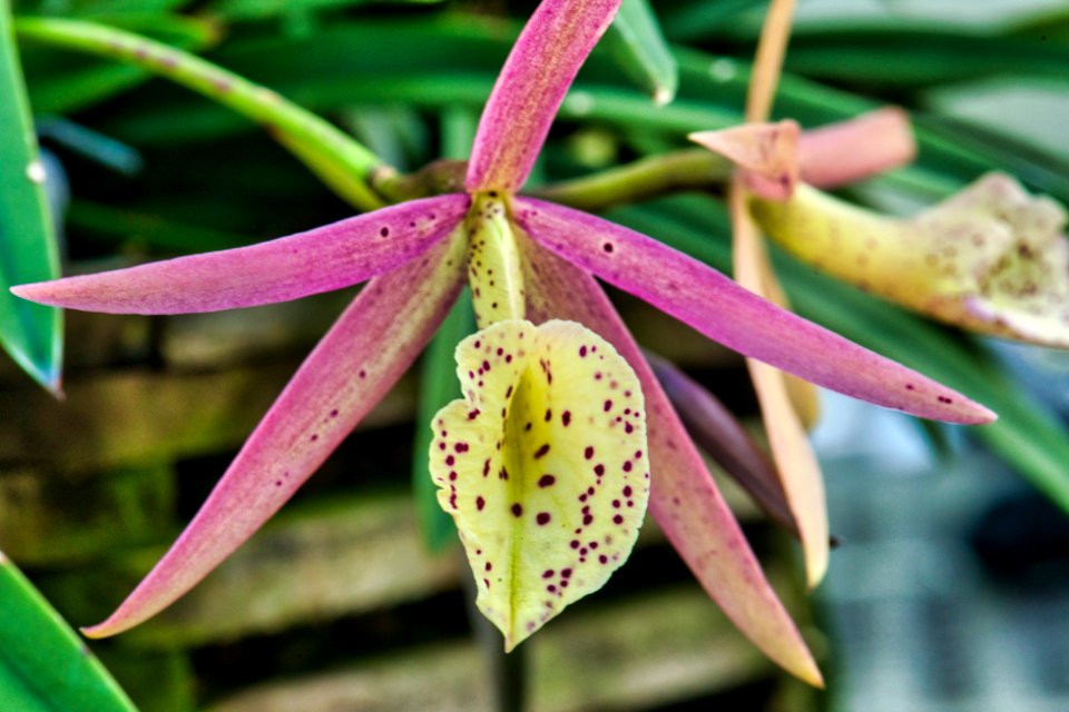 What type of orchid?