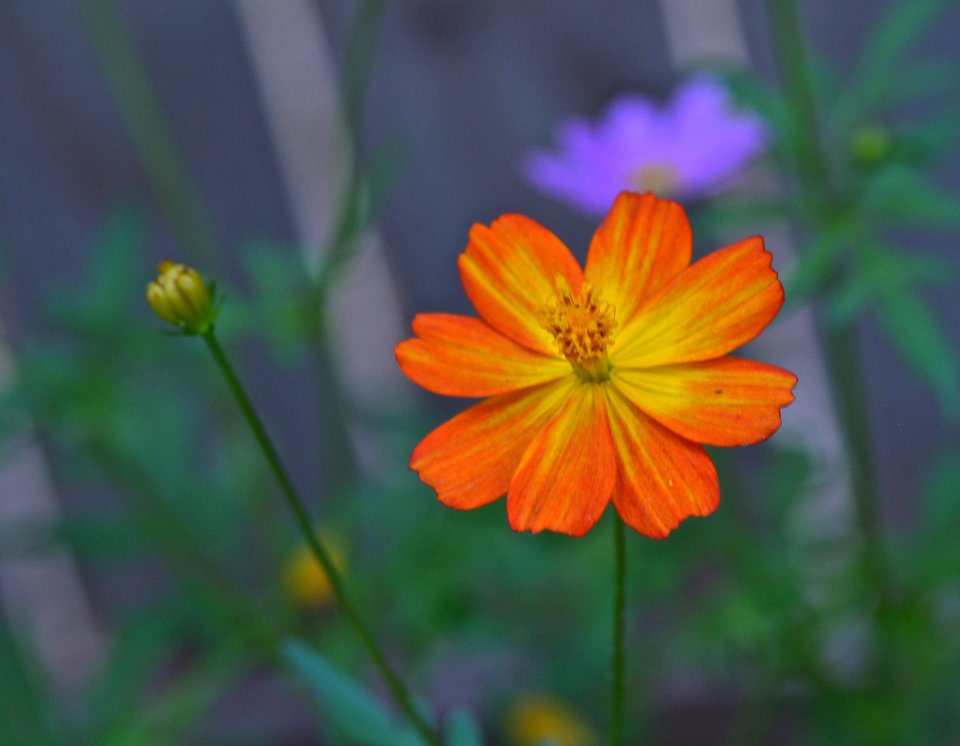 Wildflower and buds