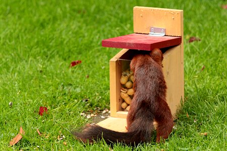 Foraging bird peanuts