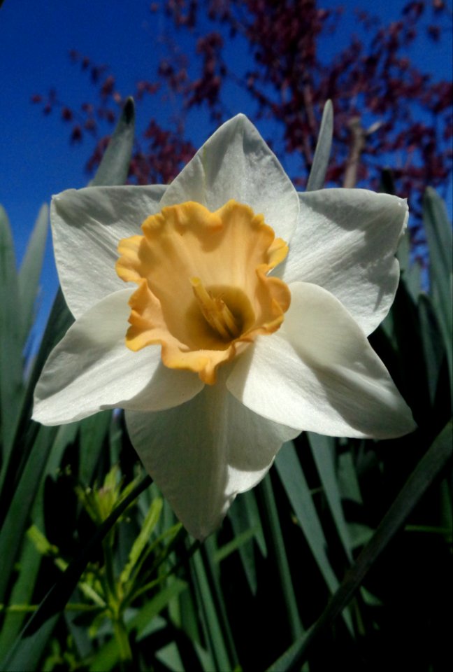 Daffodil