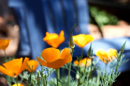 Poppy Party