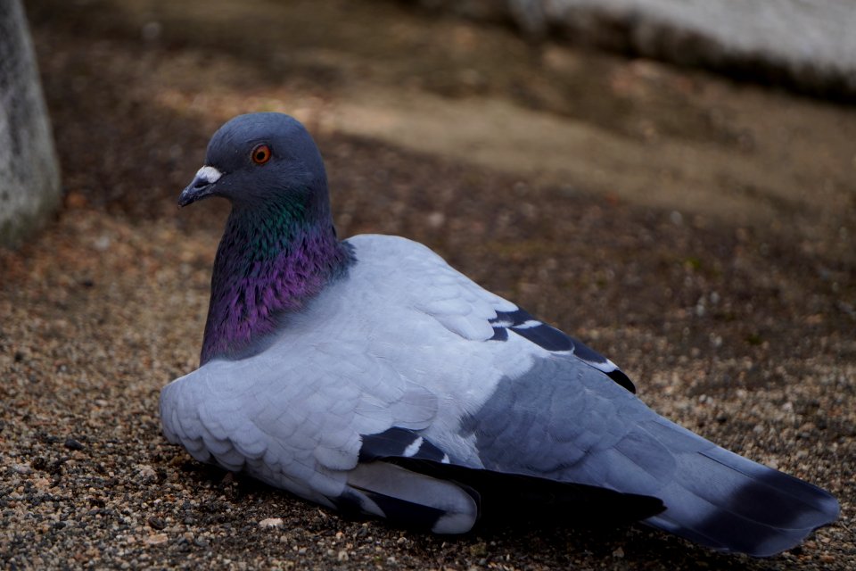 A sitting dove