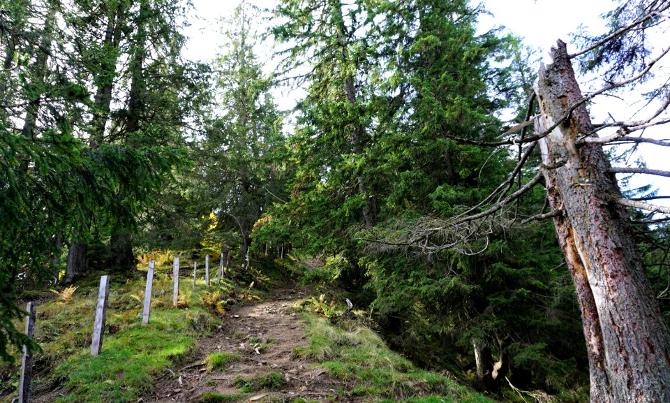 zwischen Gross Aubrig und Nüssen (Kanton Schwyz)