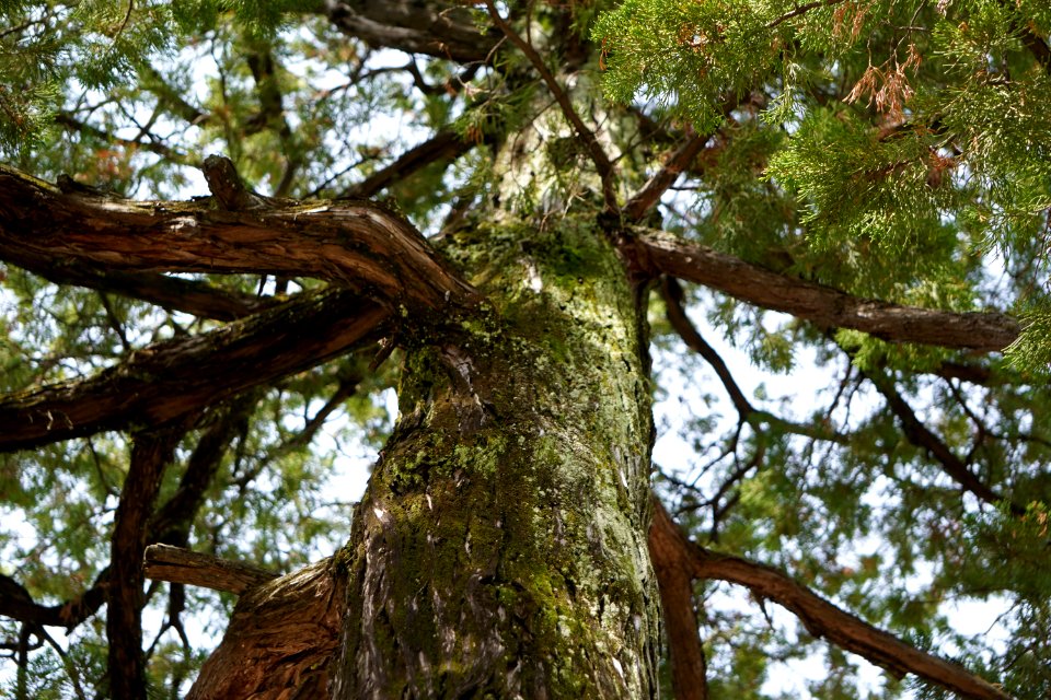 Looking up a tree from the bottom