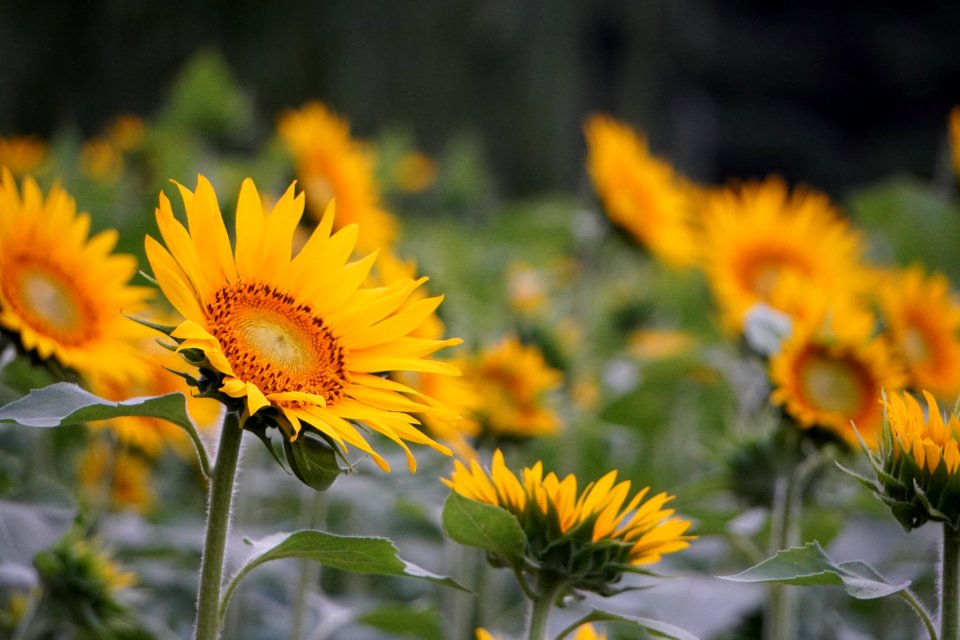 Sunflowers