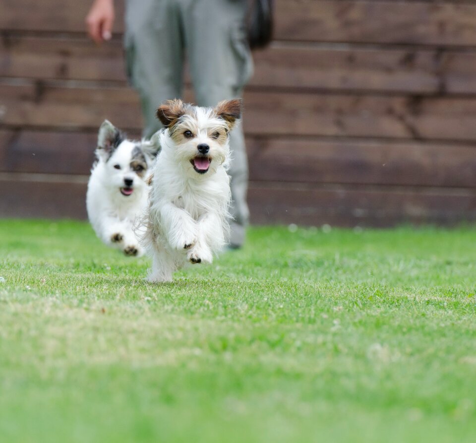 Small dog pet wuschelig