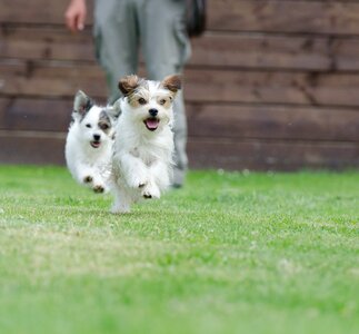 Small dog pet wuschelig