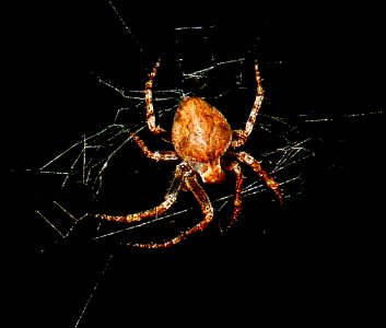 Small spider at night.