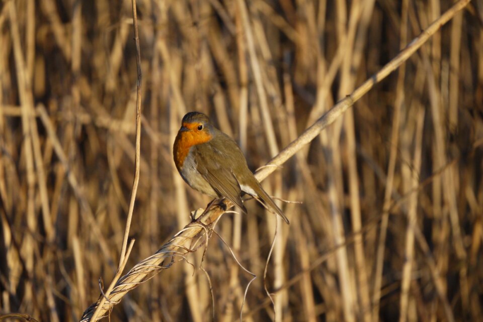Nature outdoors redbreast