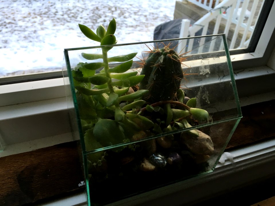 Canadian Succulents