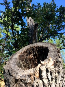 Oak Tough