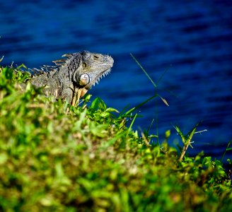 Iguana on Miami,FL. Canal photo