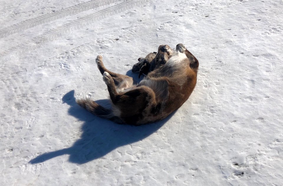 Today is a Good Day to Snow Roll!