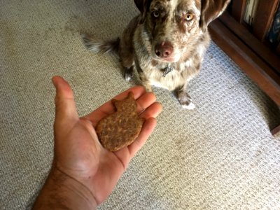 "Cat Shaped Biscuit, WTF?" photo