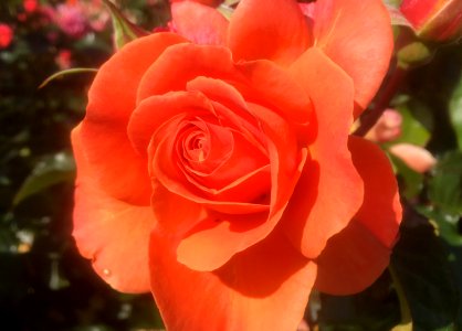 2019/365/185 Never Tire of Roses