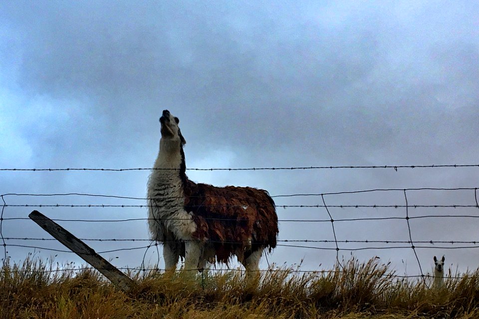 2018/365/240 Howl Like a Big Llama