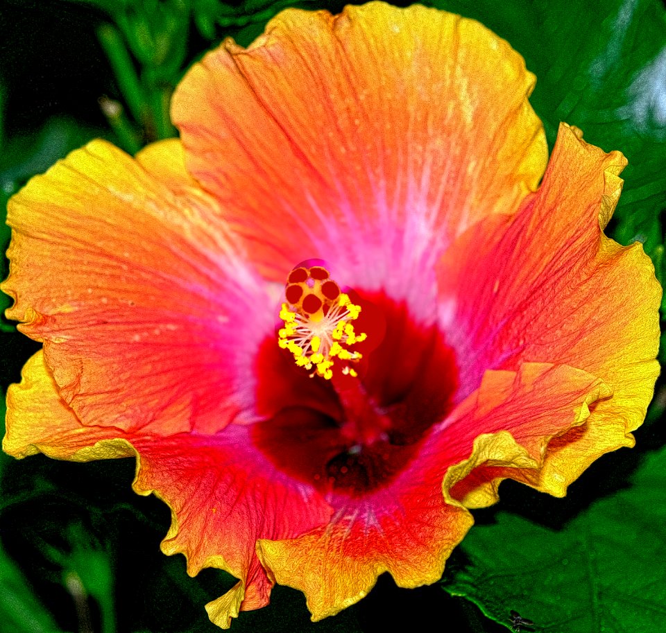 Hawaii Sunset Hibiscus.