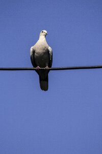 Pigeon birds sky photo