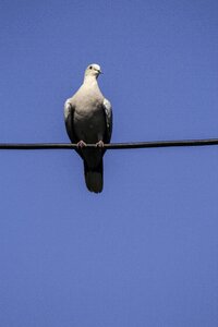 Pigeon birds sky