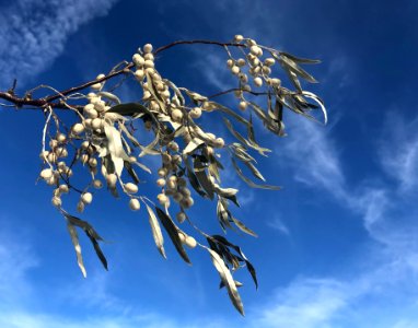 2019/365/312 Wolf Willow and That Sky, That Sky photo