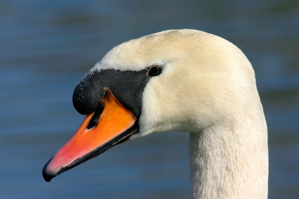 Bird cygnus olor cygnus
