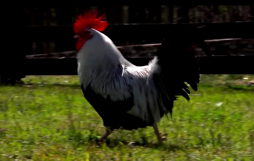 Greyish Chickens