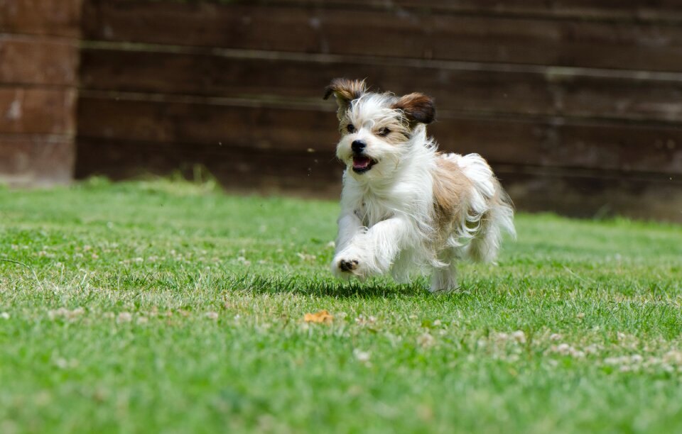 Small dog pet wuschelig