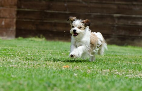 Small dog pet wuschelig