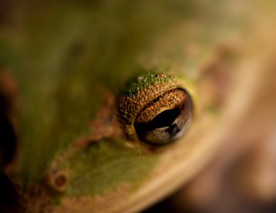 In a Frog's eye.