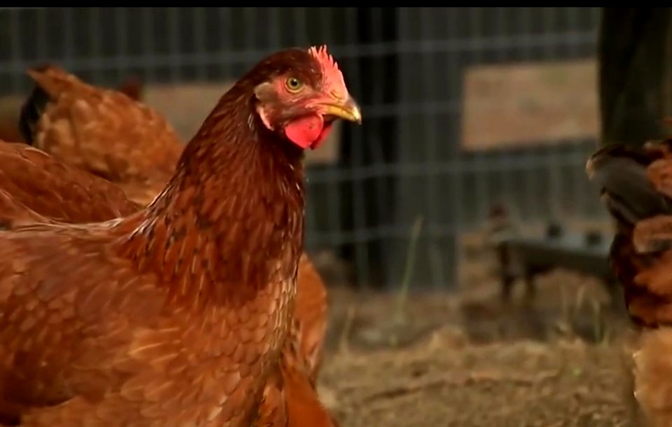 Redish chicken