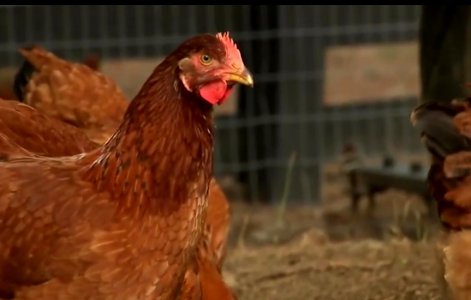 Redish chicken