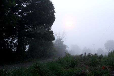 bright foggy day