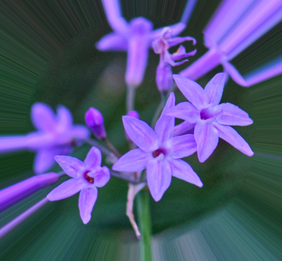 Purple Society Garlic Tiny Flowers.