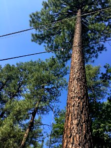 Pine Wires photo