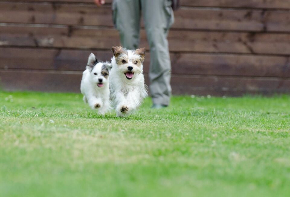 Small dog pet wuschelig