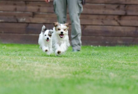 Small dog pet wuschelig